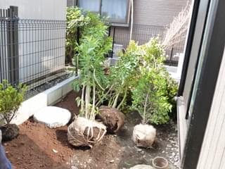 植木をお庭へ搬入します