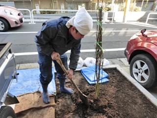 芝生と既存モミジを撤去