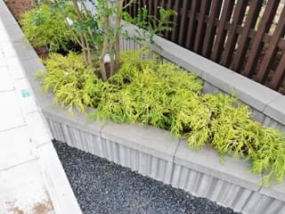 ゴールデンモップの寄せ植え