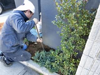 ブルーパシフィックの寄せ植え