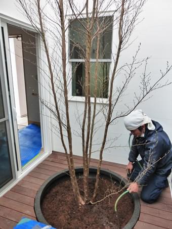 植栽仕上げに水決め