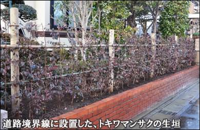 敷地と道路を区切るトキワマンサクの生垣-浦安市