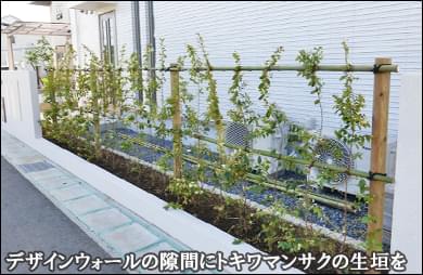 デザインウォールの隙間へ白花トキワマンサクの生垣を-野田市Ｋ様邸