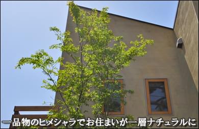 ヒメシャラの植栽がお住まいを引き立てます-市川市Ｉ様邸