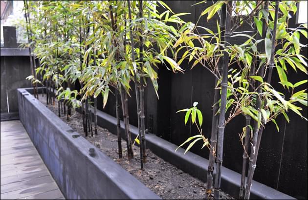 プランター植栽で黒竹が風になびく風景を 新宿区焼き鶏店 店舗やオフィスビル等での造園 植栽 生垣の施工例 千葉県 東京都の造園 植栽 庭施工 造園業専門店 新美園