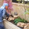 千代田区ビルエントランス花壇内での小庭作り