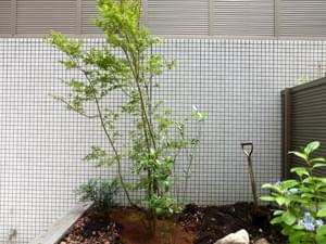 植栽したヤマモミジの株立ち