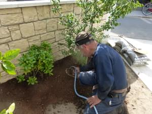 新規の土を入れながらの植栽作業