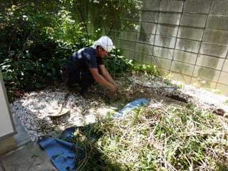 植物の撤去作業