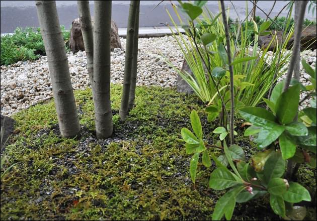 坪庭の中で植栽同士が生み出す引き立てあい