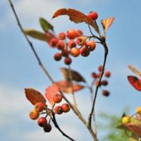 アロニアの特徴と育て方-赤実と黒実の違いは？美しい花や紅葉、雑木の風情を楽しもう