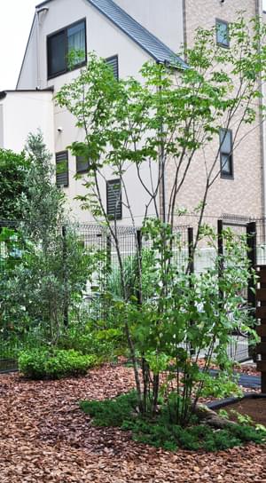 アオダモの魅力とは 育て方の解説 植栽実例もご紹介 千葉県 東京都の造園 植栽 庭施工 造園業専門店 新美園