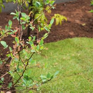 ブルーベリー 植木を選ぶ4視点 庭木におすすめな種類の特徴 植栽実例解説 千葉県 東京都の造園 植栽 庭施工 造園業専門店 新美園