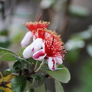 花や果実を楽しめるフェイジョアの魅力 シンボルツリーや目隠しの植栽実例も 千葉県 東京都の造園 植栽 庭施工 造園業専門店 新美園