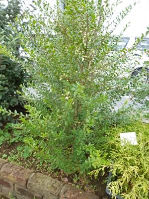 ギンバイカ マートル の花や芳香の魅力 シンボルツリーや目隠しとしての植栽実例も 千葉県 東京都の造園 植栽 庭施工 造園業専門店 新美園