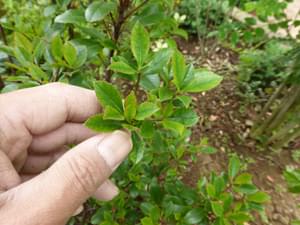 ヒメシャリンバイ 植木を選ぶ4視点 庭木におすすめな種類の特徴 植栽実例解説 千葉県 東京都の造園 植栽 庭施工 造園業専門店 新美園