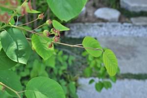 花後に充実してくる新葉