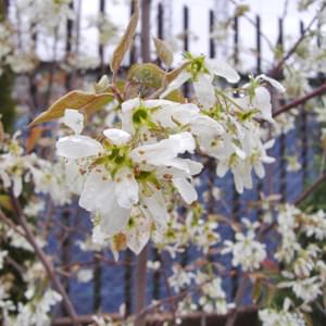 ジューンベリーの花