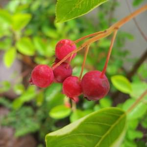 ジューンベリー 植木を選ぶ4視点 庭木におすすめな種類の特徴 植栽実例解説 千葉県 東京都の造園 植栽 庭施工 造園業専門店 新美園