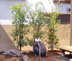 シラカシとは 目隠しや生垣への活用方法 他のカシとの違いも解説 千葉県 東京都の造園 植栽 庭施工 造園業専門店 新美園