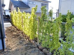 日陰に植栽したキンマサキ