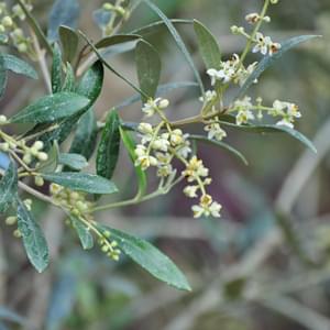 実も楽しいオリーブの木を解説 洋風シンボルツリーや鉢植えの植栽実例も 千葉県 東京都の造園 植栽 庭施工 造園業専門店 新美園