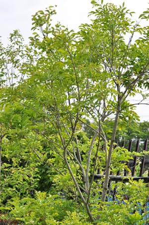 自由に生育出来る日向への植栽を