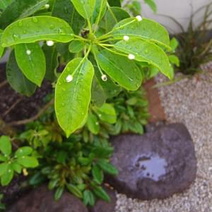 ソヨゴの雌花