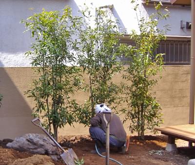 植物で自然な視線対策 目隠しや生垣向きの庭木32種類 お庭を目隠しするメリットと おすすめの対策方法をご紹介 千葉県 東京都の造園 植栽 庭施工 造園業専門店 新美園