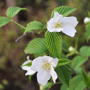 白山吹の花