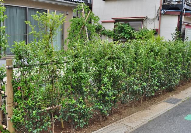 敷地をｌ字型に囲うサザンカの生垣 市川市ｍ様邸 生垣の施工例 千葉県 東京都の造園 植栽 庭施工 造園業専門店 新美園