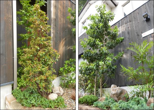 目隠しに、シンボルに、それぞれの役割を持つ植木