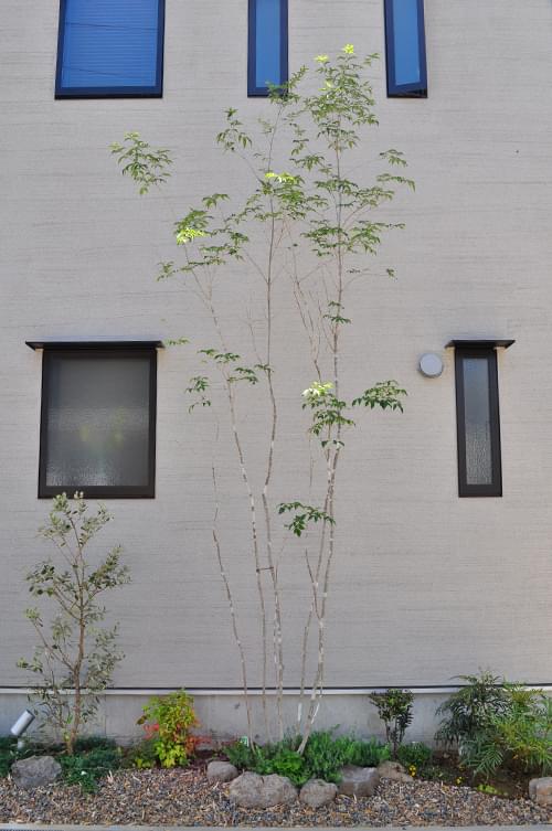 シンボルツリーとして植栽されたアオダモ