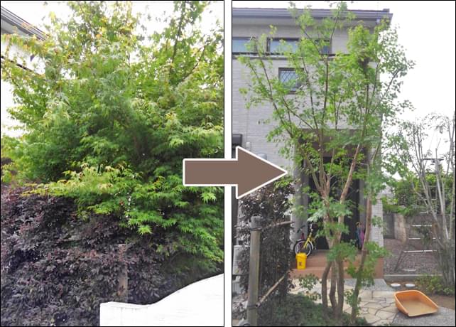 イロハモミジ 植木を選ぶ4視点 庭木におすすめな種類の特徴 植栽実例解説 千葉県 東京都の造園 植栽 庭施工 造園業専門店 新美園