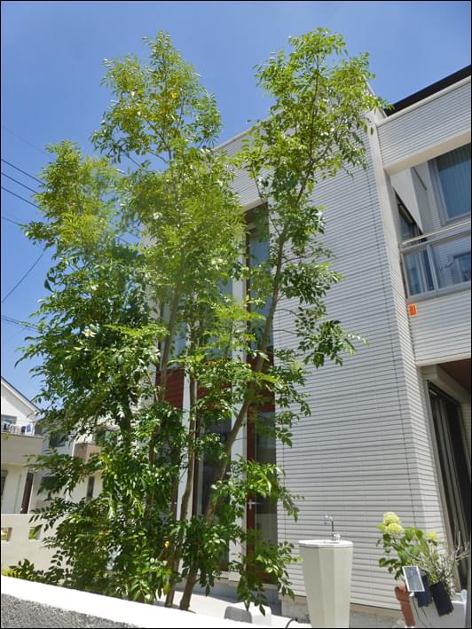 シマトネリコの特徴と魅力 シンボルツリーや鉢植えの植栽実例も 千葉県 東京都の造園 植栽 庭施工 造園業専門店 新美園