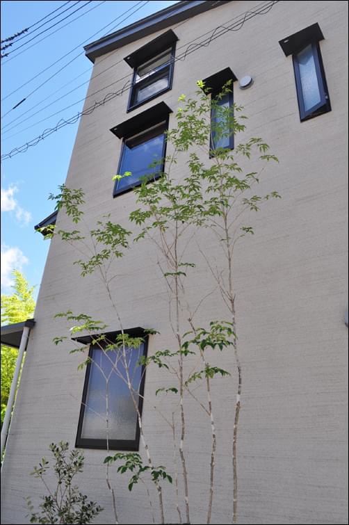 山椒 の 木 は 自宅 の 敷地 に 植え たら ダメ