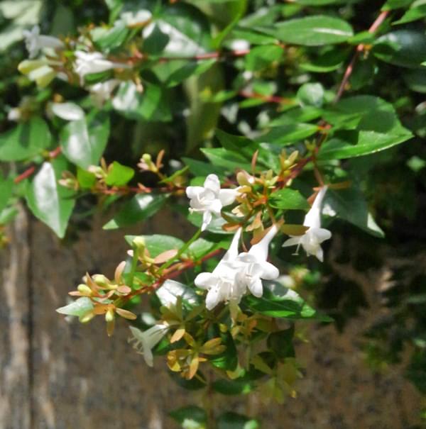 花数も多く、賑やかなアベリア