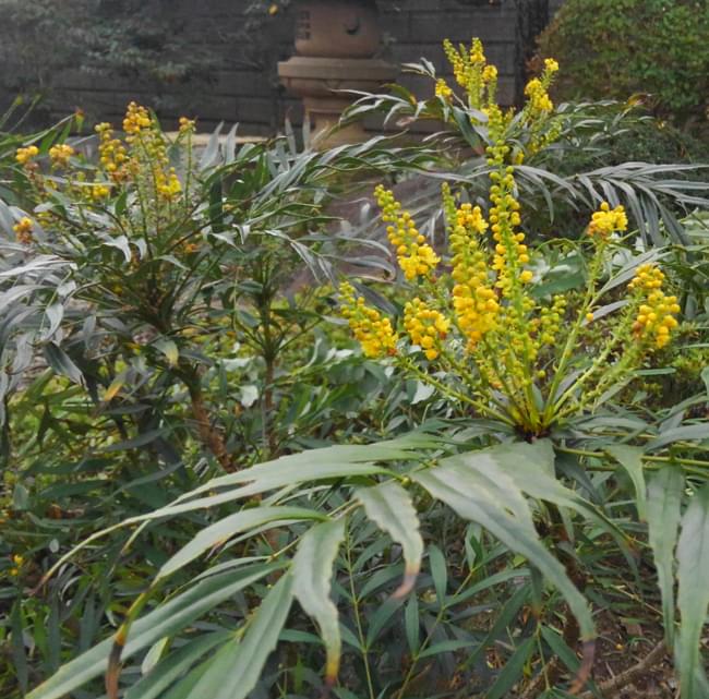 マホニアコンフューサの花