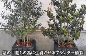 窓の目隠しの為に成長をさせるプランター植栽-杉並区Ｈ様邸