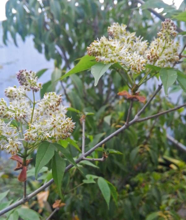 アオダモ 植木を選ぶ4視点 庭木におすすめな種類の特徴 植栽実例解説 千葉県 東京都の造園 植栽 庭施工 造園業専門店 新美園