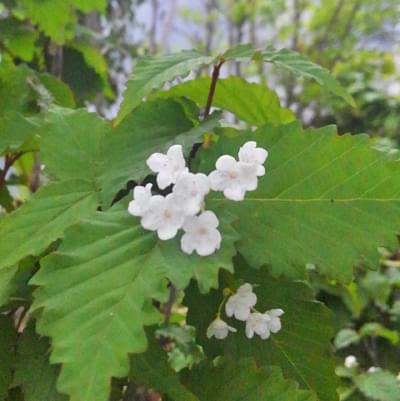 オトコヨウゾメの花