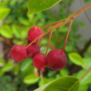 6月に収穫できるジューンベリーの果実