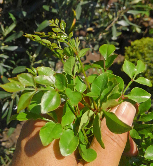 シマトネリコの新芽