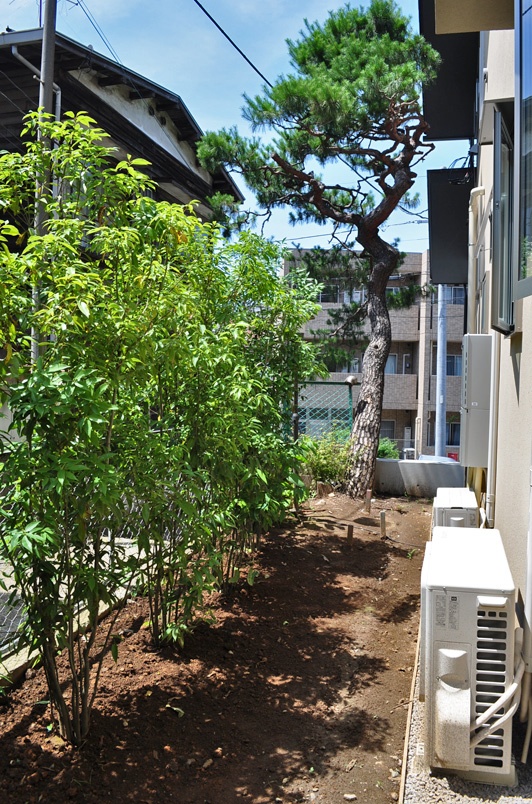 私道側からの目隠しとしてシラカシを列植