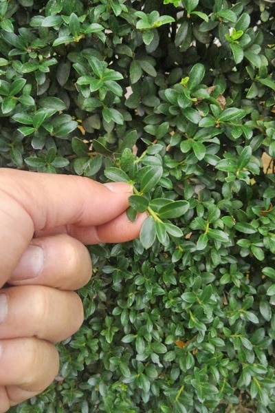 キンメツゲ 植木を選ぶ4視点 庭木におすすめな種類の特徴 植栽実例解説 千葉県 東京都の造園 植栽 庭施工 造園業専門店 新美園