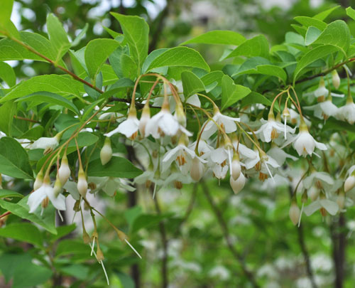 白雲の様に咲くエゴノキの花