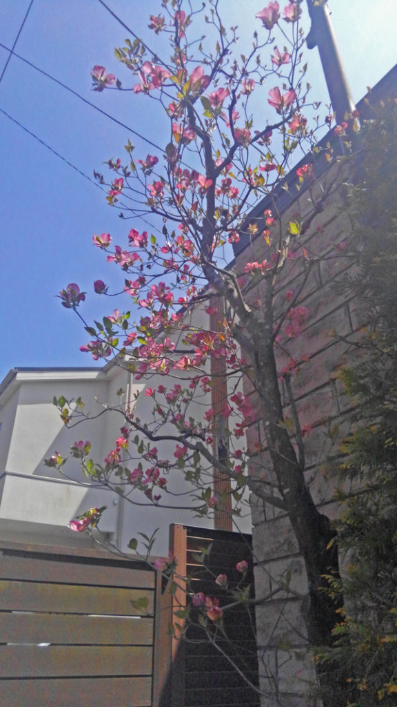 ハナミズキの特徴と育て方 花の魅力 シンボルツリーとしての植栽実例も 千葉県 東京都の造園 植栽 庭施工 造園業専門店 新美園