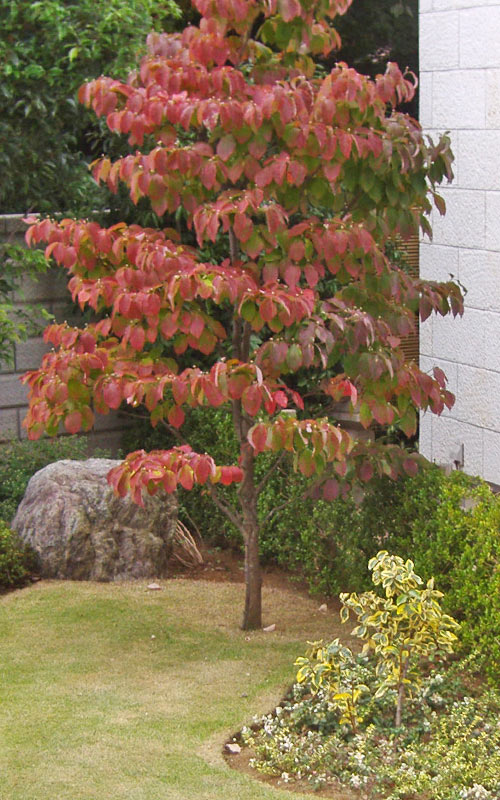 ハナミズキ 植木を選ぶ4視点 庭木におすすめな種類の特徴 植栽実例解説 千葉県 東京都の造園 植栽 庭施工 造園業専門店 新美園