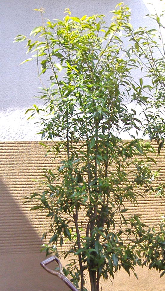 シラカシ 植木を選ぶ4視点 庭木におすすめな種類の特徴 植栽実例解説 千葉県 東京都の造園 植栽 庭施工 造園業専門店 新美園
