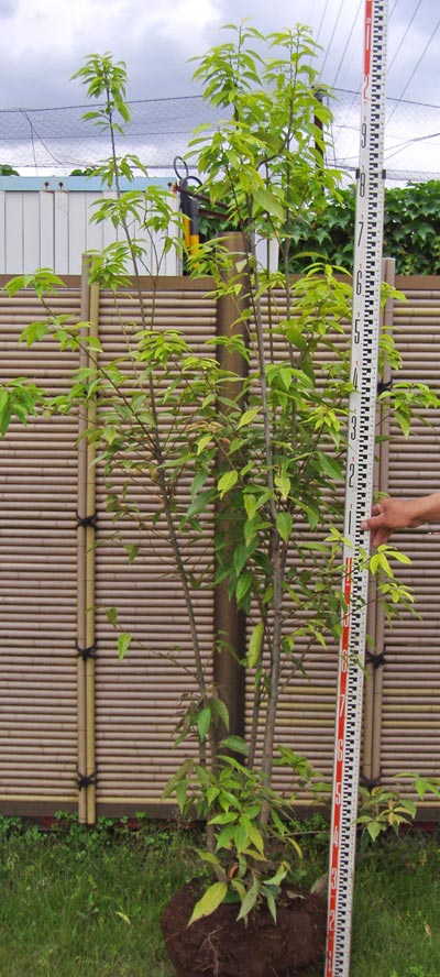 シラカシ 植木を選ぶ4視点 庭木におすすめな種類の特徴 植栽実例解説 千葉県 東京都の造園 植栽 庭施工 造園業専門店 新美園